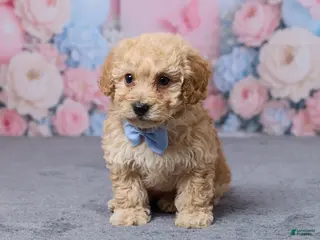 Bichpoo dogs for sale: Toronto - Ad 2