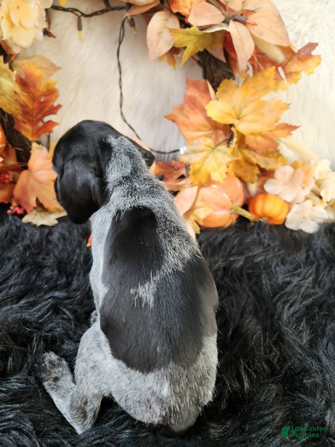 German Shorthaired Pointer dogs for sale: German Shorthaired Pointer litter of 3 puppies - Ad 10