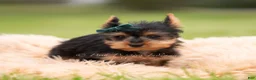 Yorkshire Terrier dogs for sale: Scotty - Ad 4