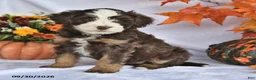 Bernedoodle dogs for sale: Jewel - Ad 2