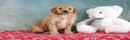 Mini Goldendoodle dogs for sale: Flowers - Ad 4