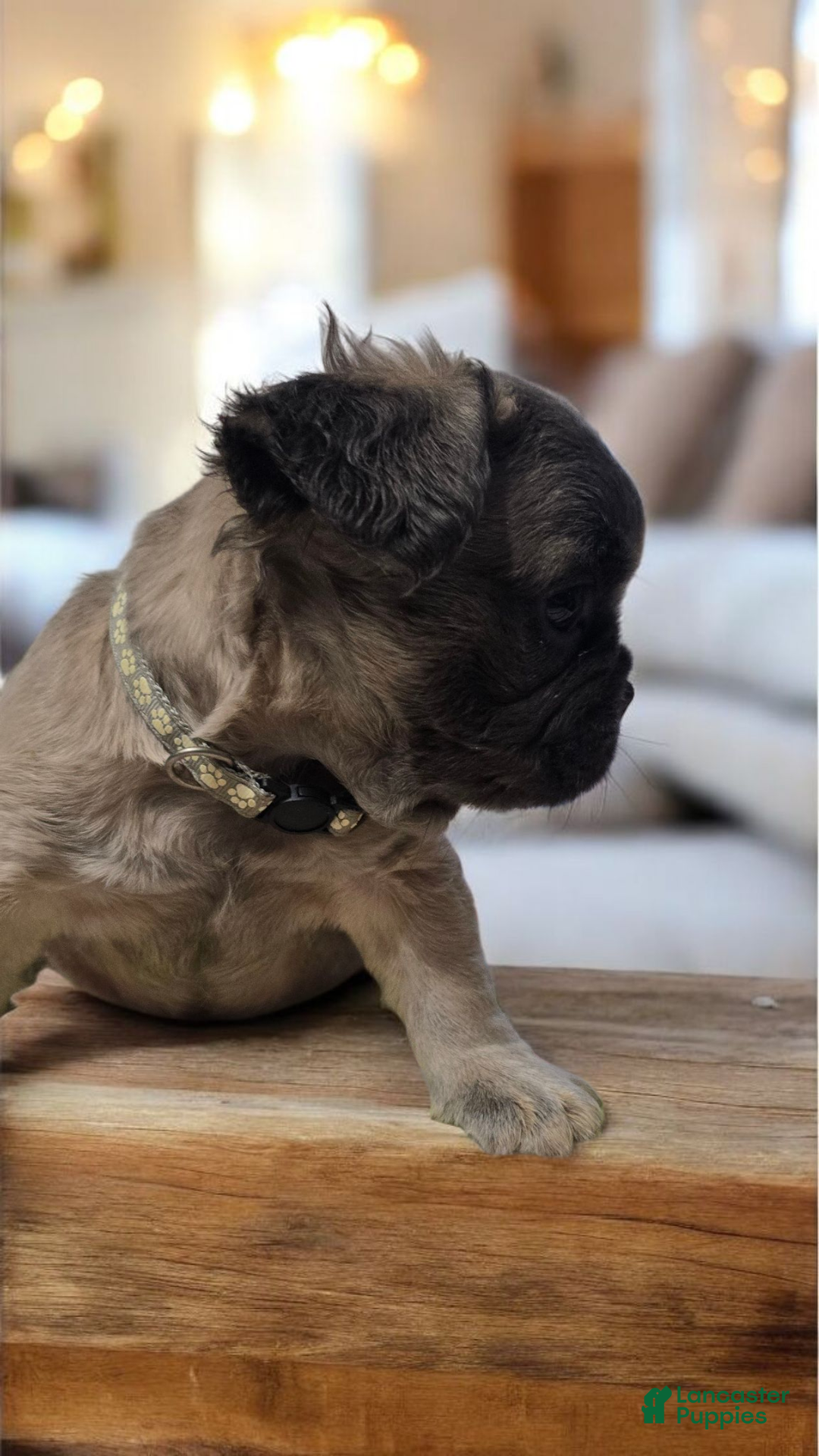 French Bulldog dogs for sale: Fluffy French Bulldog Bruno - Ad 7