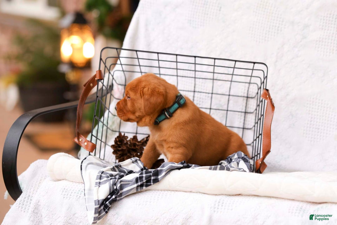 Labrador Retriever dogs for sale: Nicholas - Ad 3