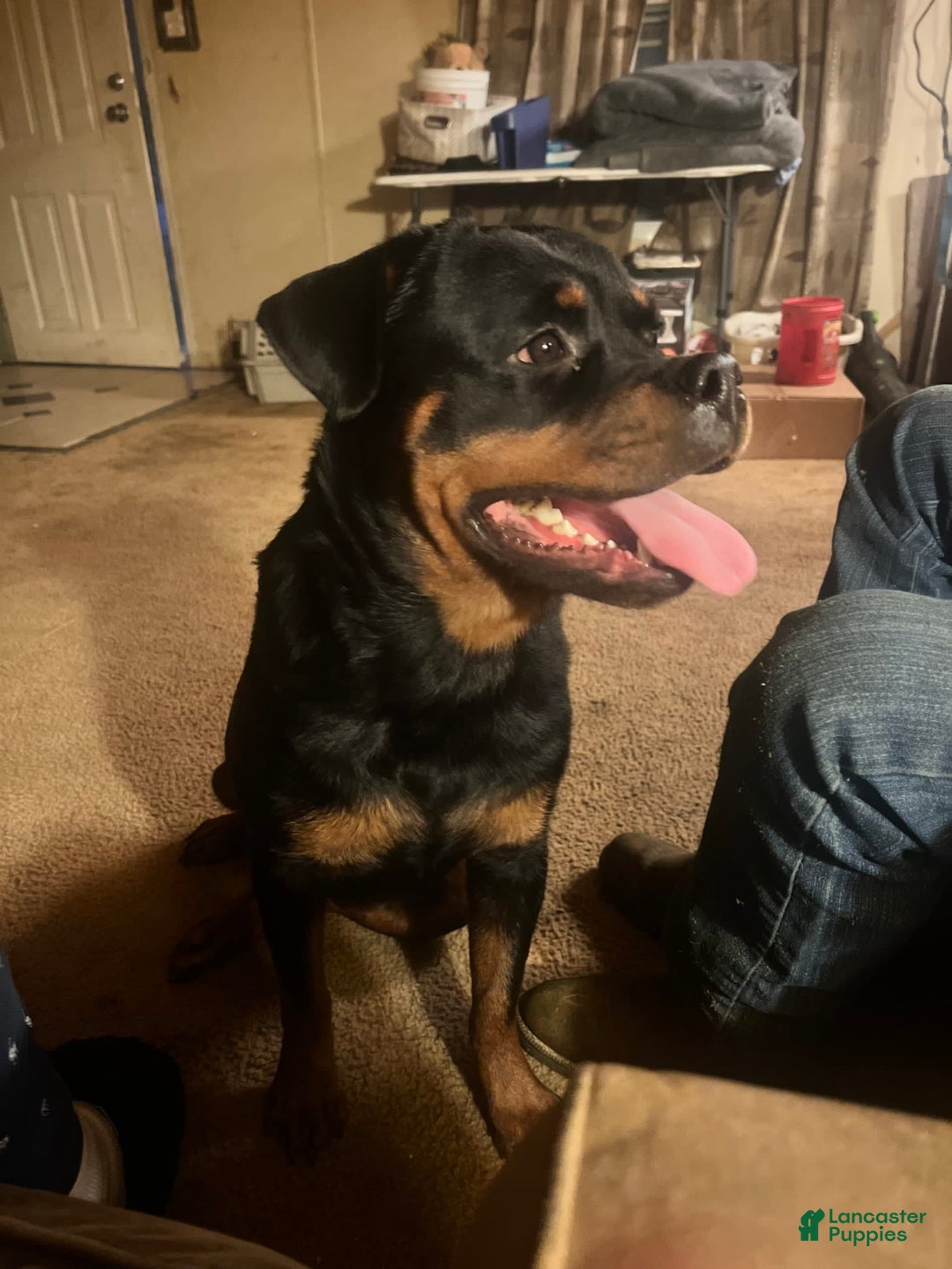 Gallery Image {{count}}