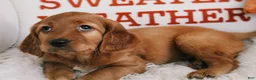 Mixed Breed dogs for sale: Pumpkin Spice  - Ad 4