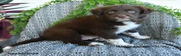 Border Collie dogs for sale: Rocky - Ad 4