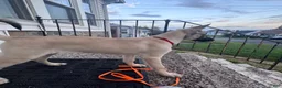 Mixed Breed dogs for sale: Stella - Ad 6