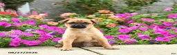 Mixed Breed dogs for sale: Tommy - Ad 3
