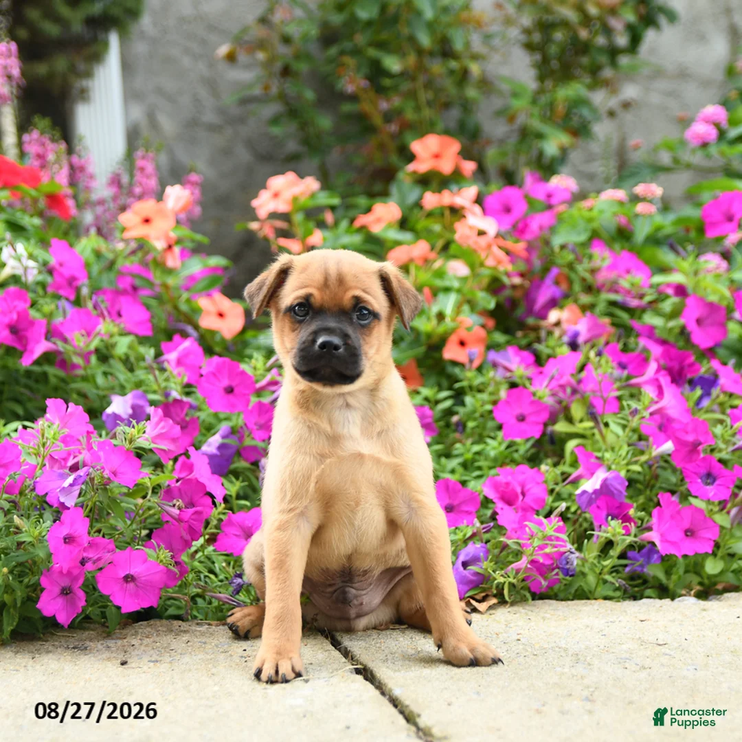Mixed Breed dogs for sale: Tommy - Ad 3