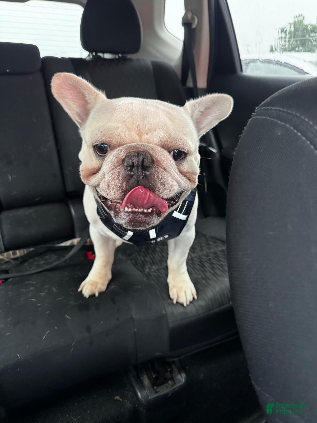 French Bulldog dogs Bone - Ad 13