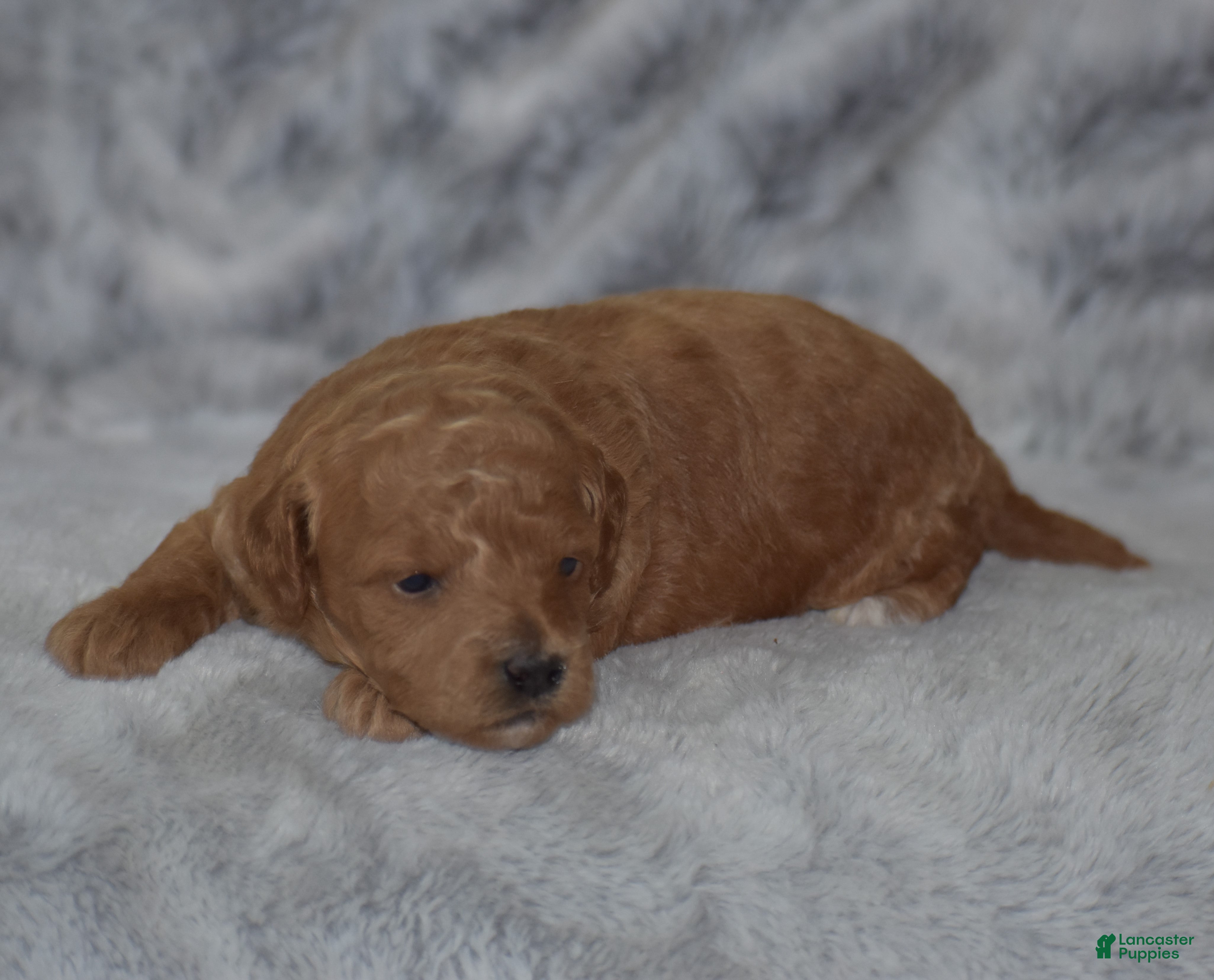 Miniature Poodle dogs Louie - Ad 2