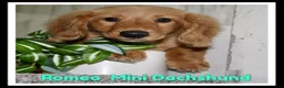 Miniature Dachshund dogs for sale: Romeo - Ad 1