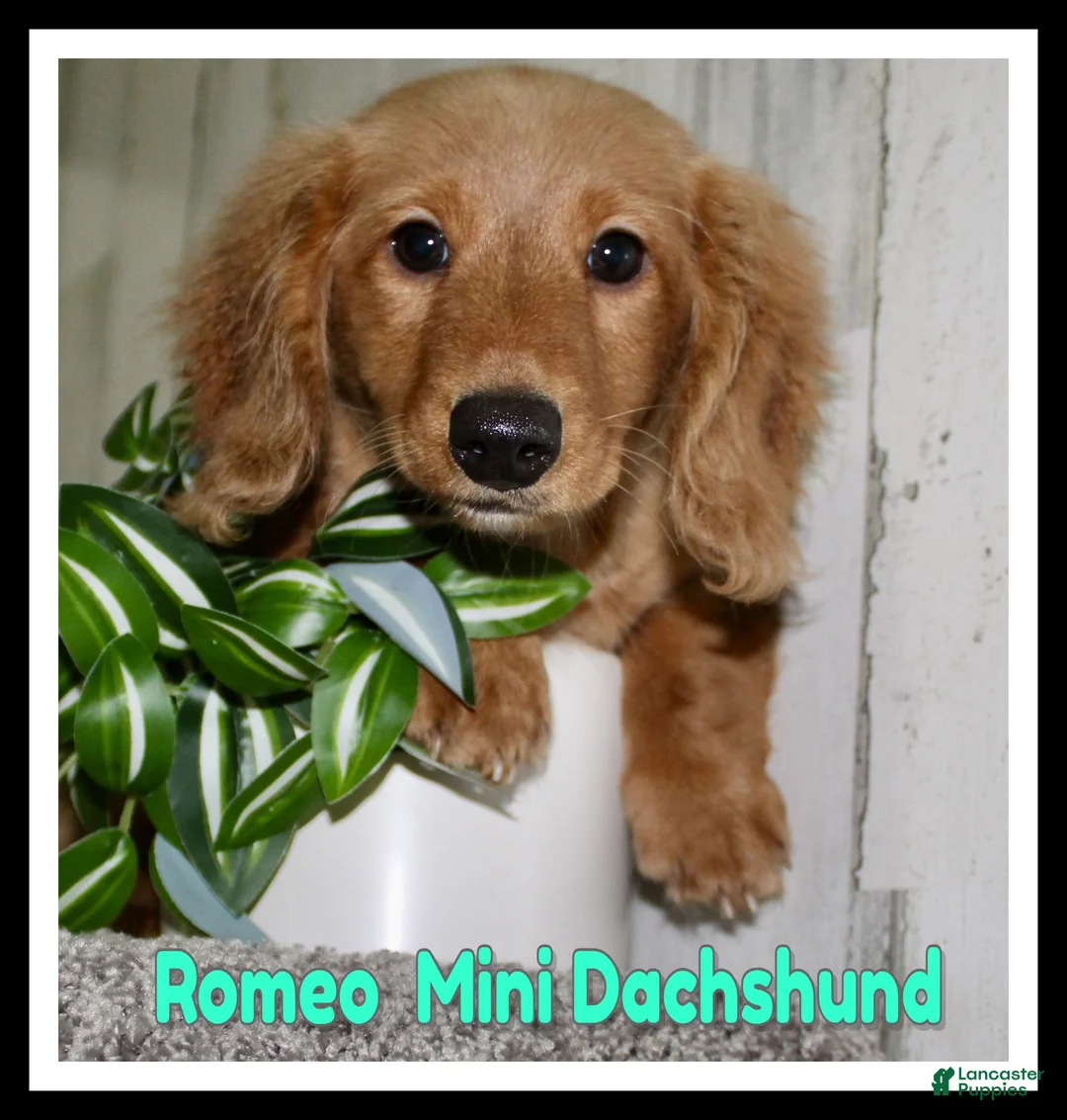 Miniature Dachshund dogs for sale: Romeo - Ad 1