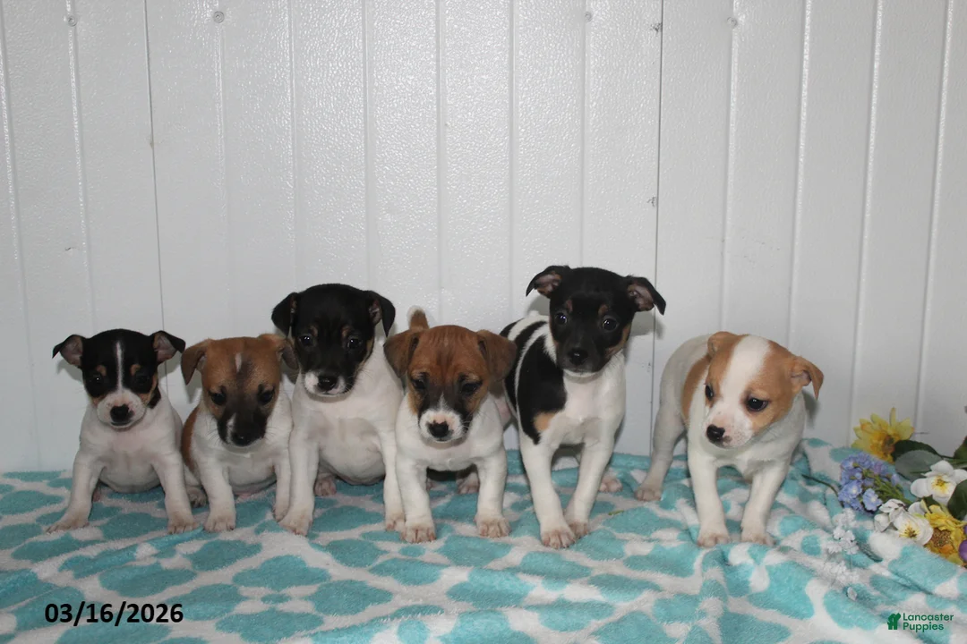 Jack Russell Terrier dogs for sale: Teddy - Ad 6