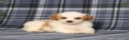 Miniature Poodle dogs for sale: Xelly - Ad 3