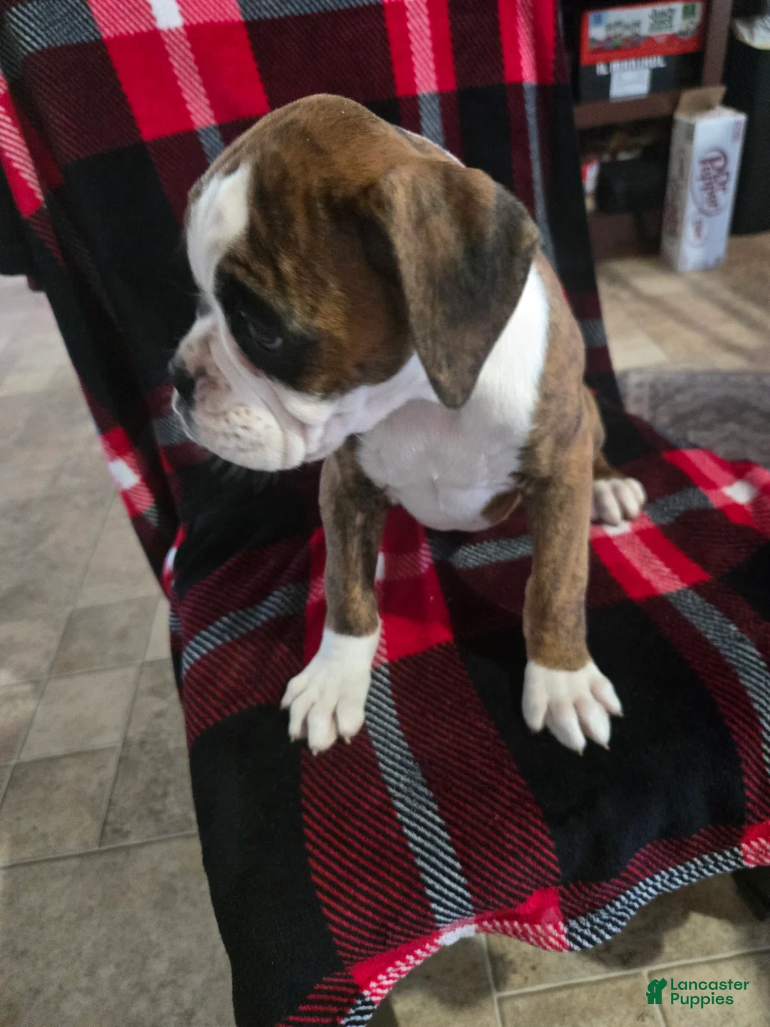 Boxer dogs for sale: Diamond  - Ad 15
