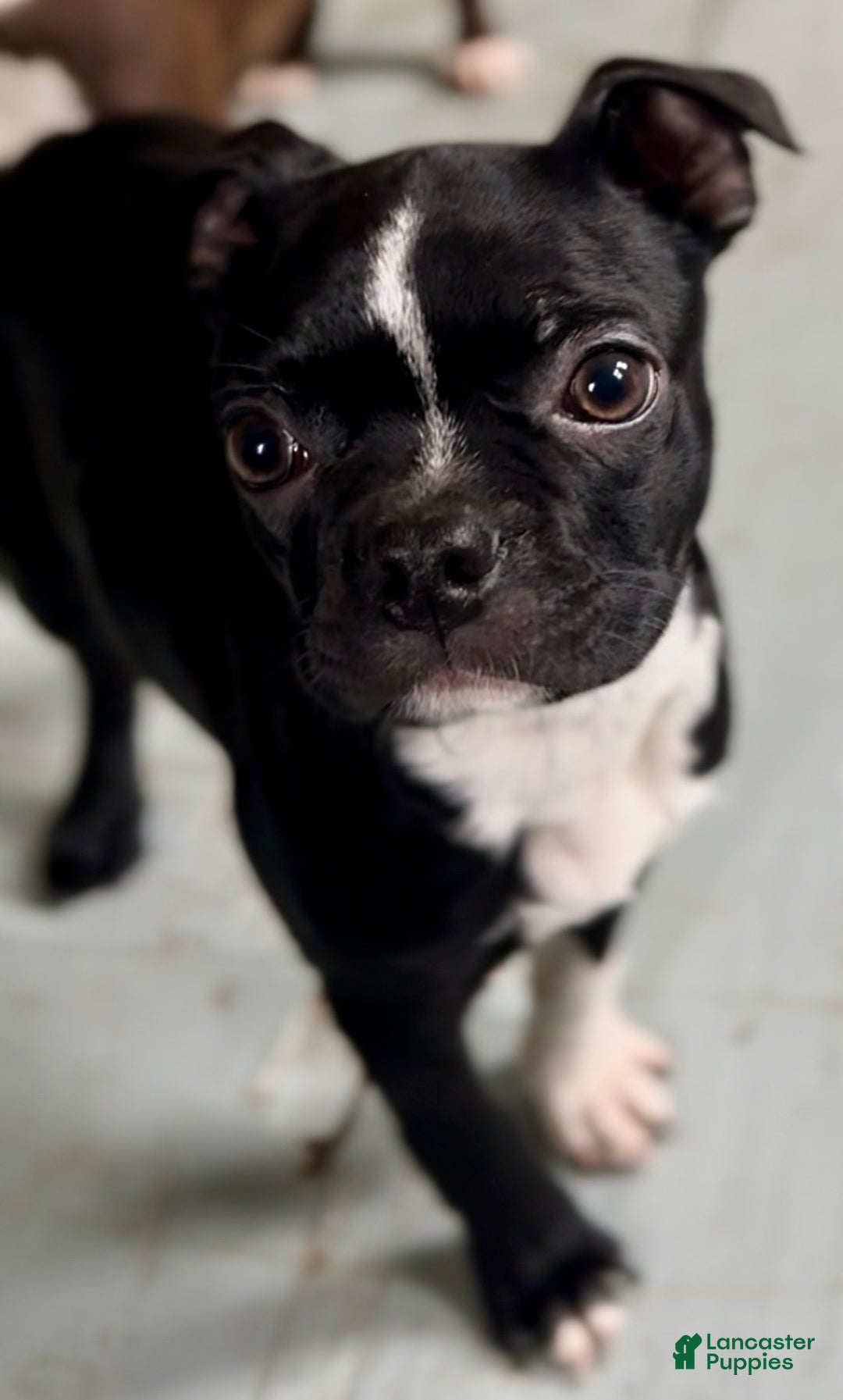 Boston Terrier dogs for sale: Baxter - Ad 1