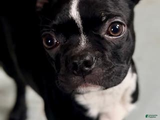 Boston Terrier dogs Baxter - Ad 10