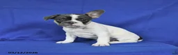 French Bulldog dogs for sale: Angel - Ad 2