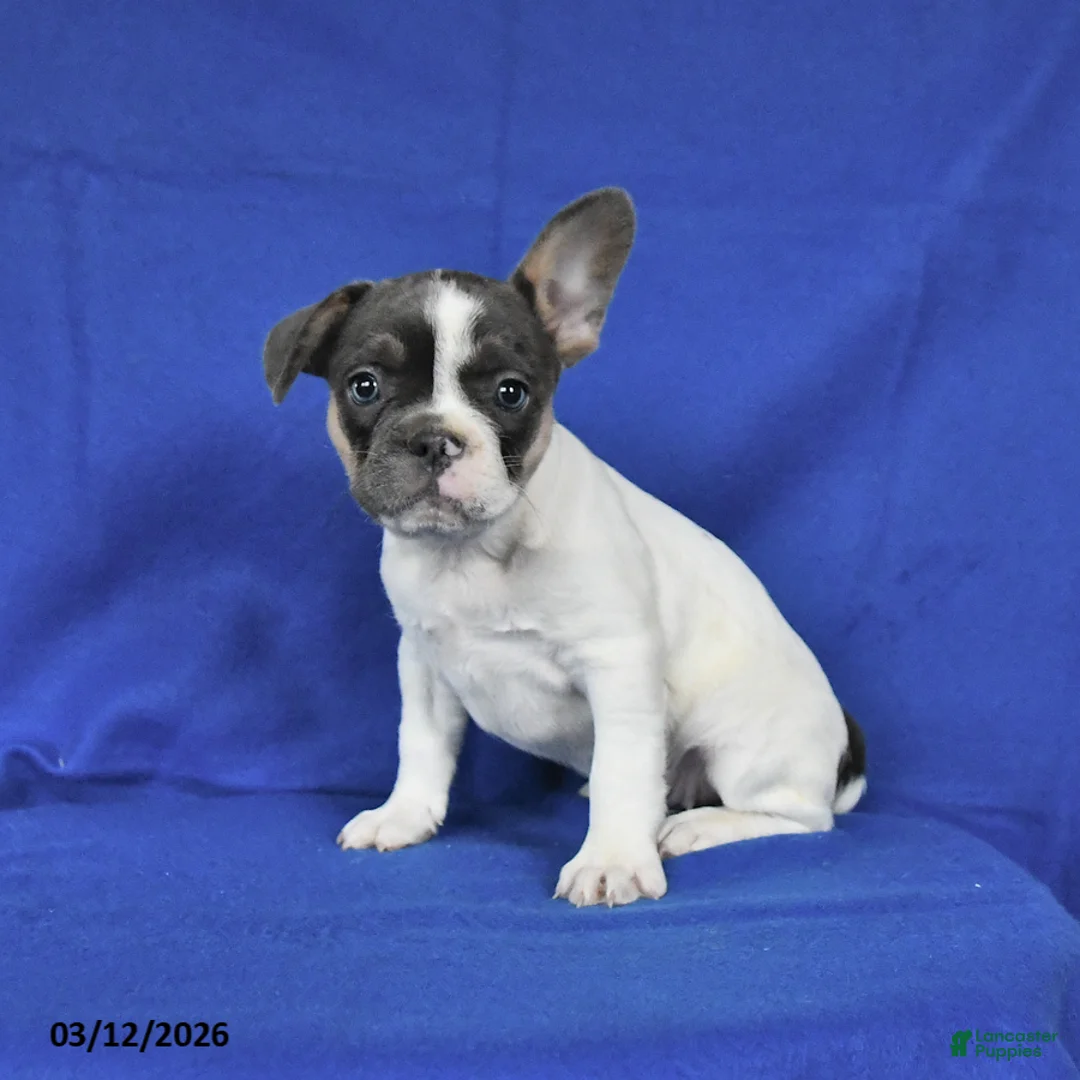 French Bulldog dogs for sale: Angel - Ad 2