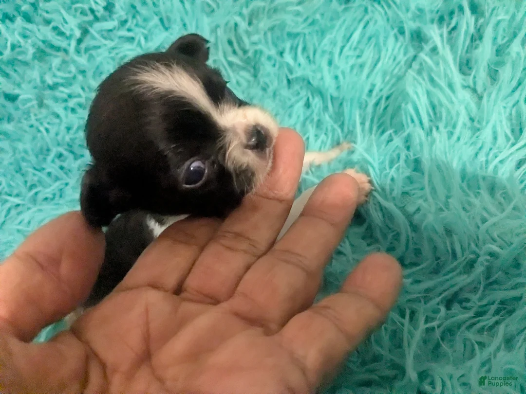 Chihuahua dogs for sale: Tiny Tcup Apple Head Inky  - Ad 1