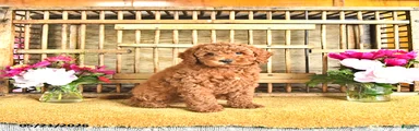 Victor