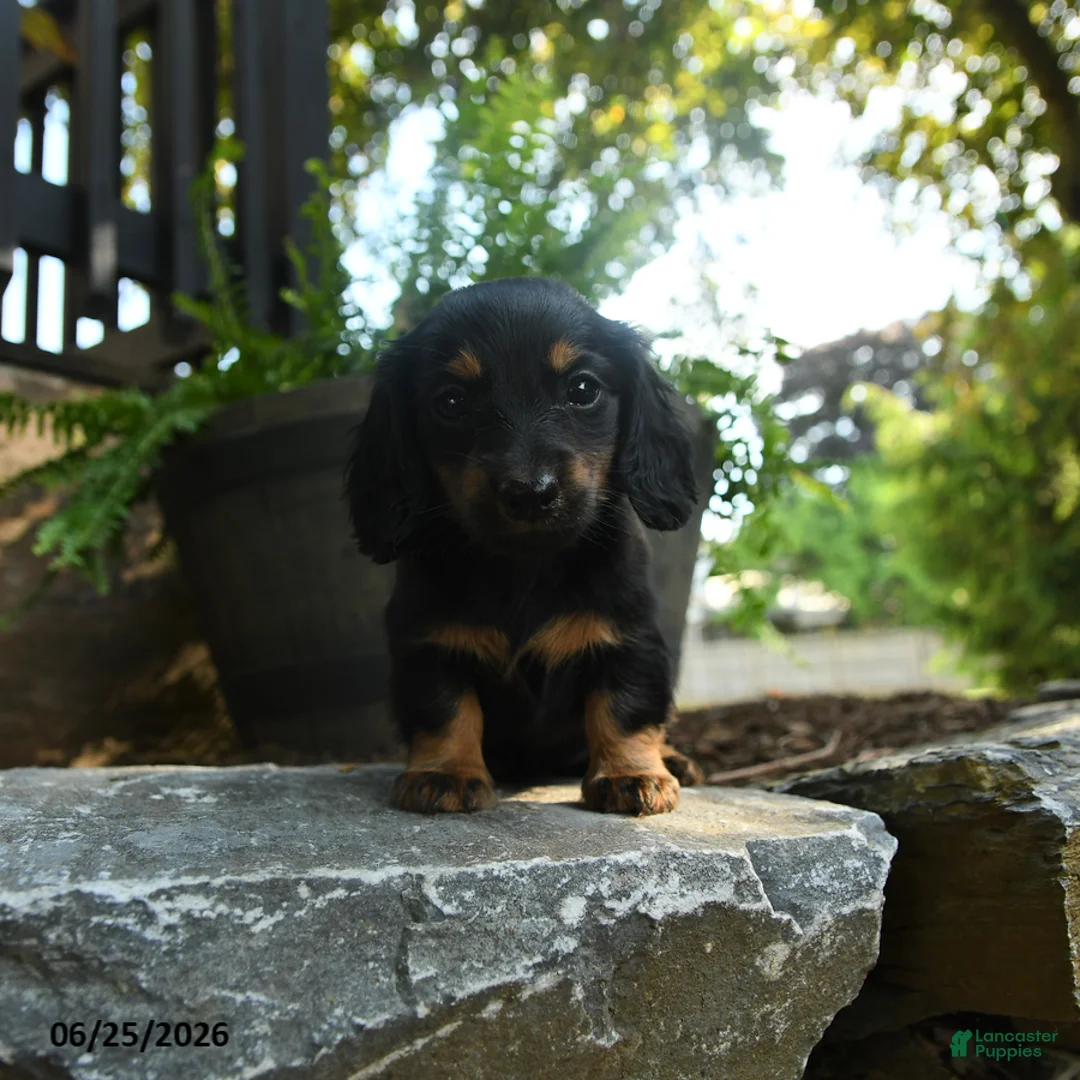 Miniature Dachshund dogs for sale: Cinder - Ad 1