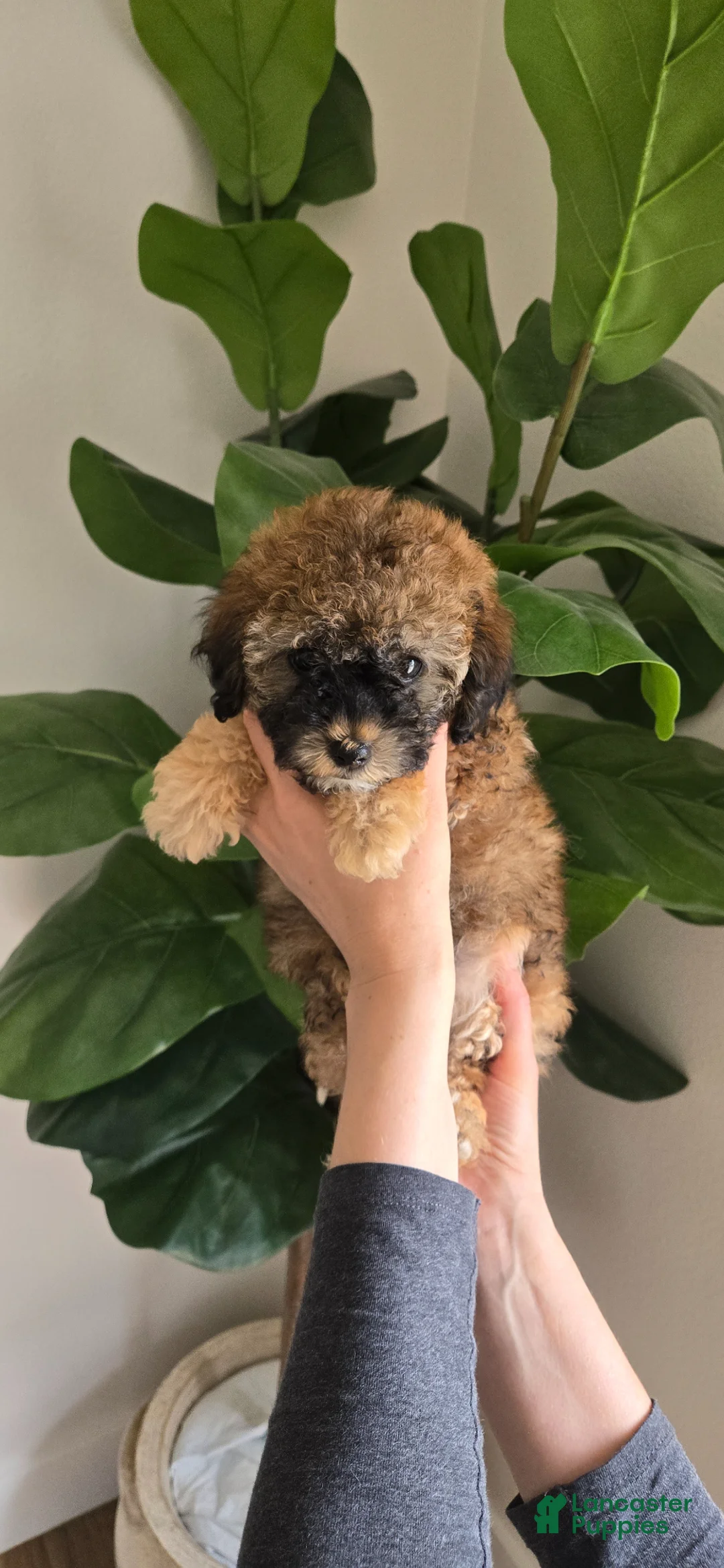 Toy Poodle dogs for sale: Toy Poodle Puppy 4 - Ad 2