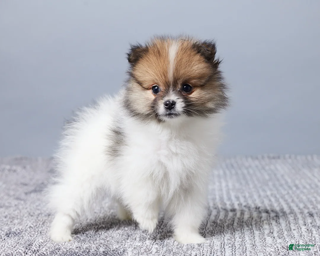 Pomeranian dogs for sale: Cody - Ad 4