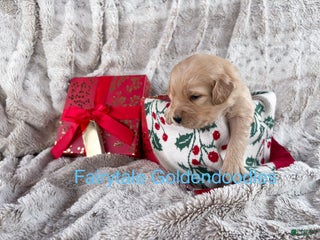 Goldendoodle dogs - Ad 9