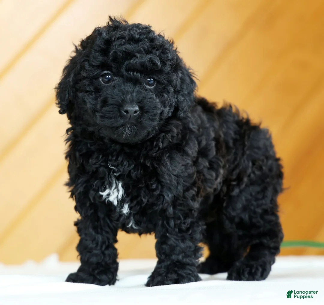 Toy Poodle dogs for sale: Bella - Ad 3