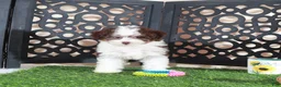 Aussiedoodle dogs for sale: Candy Beautiful F1B Mini Aussiepoo Puppy - Ad 4