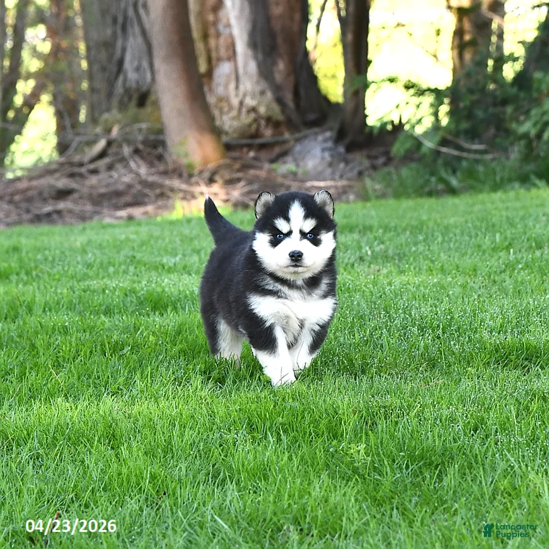 Pomsky dogs for sale: Navada - Ad 1