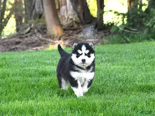 Pomsky dogs for sale: Navada - Ad 3