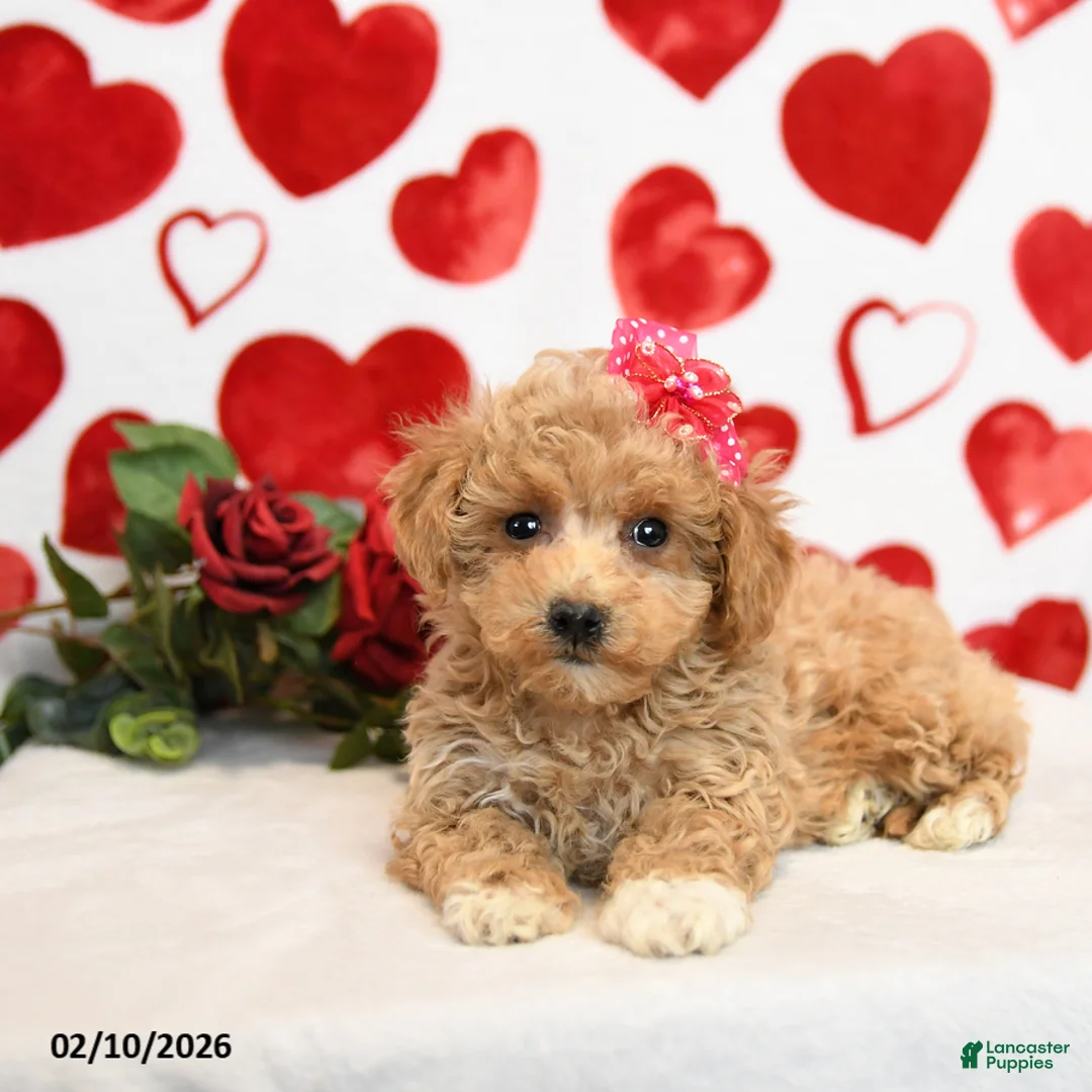 Mixed Breed dogs for sale: Dove - Ad 1