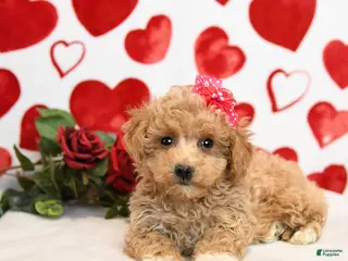 Mixed Breed dogs Dove - Ad 3