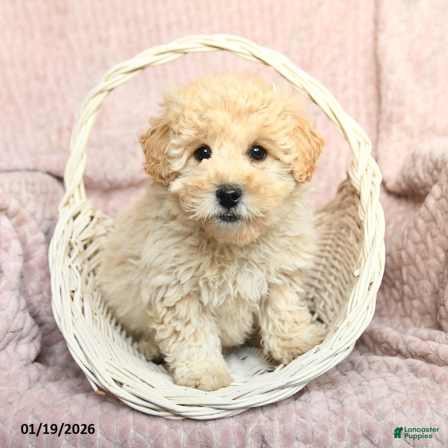 Mixed Breed dogs Peanut Butter  - Ad 18