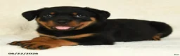 Rottweiler dogs for sale: Atticus - Ad 2