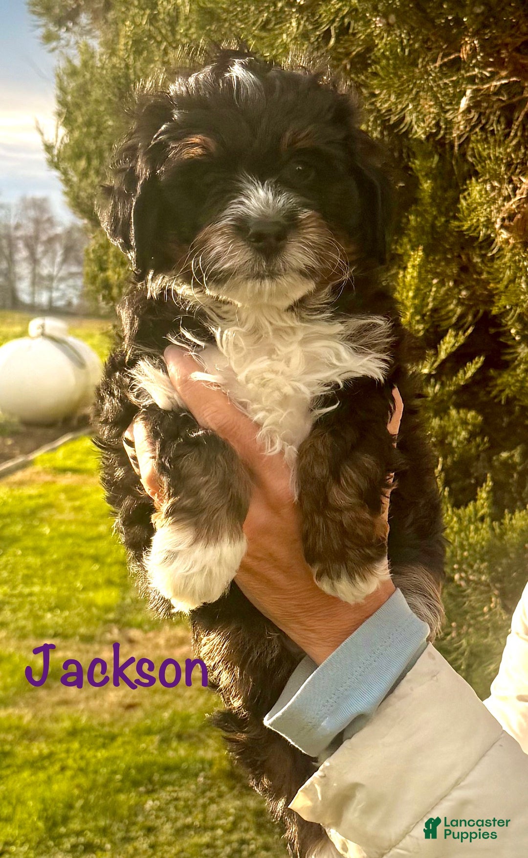 Mini Bernedoodle dogs for sale: Taylor - Ad 4