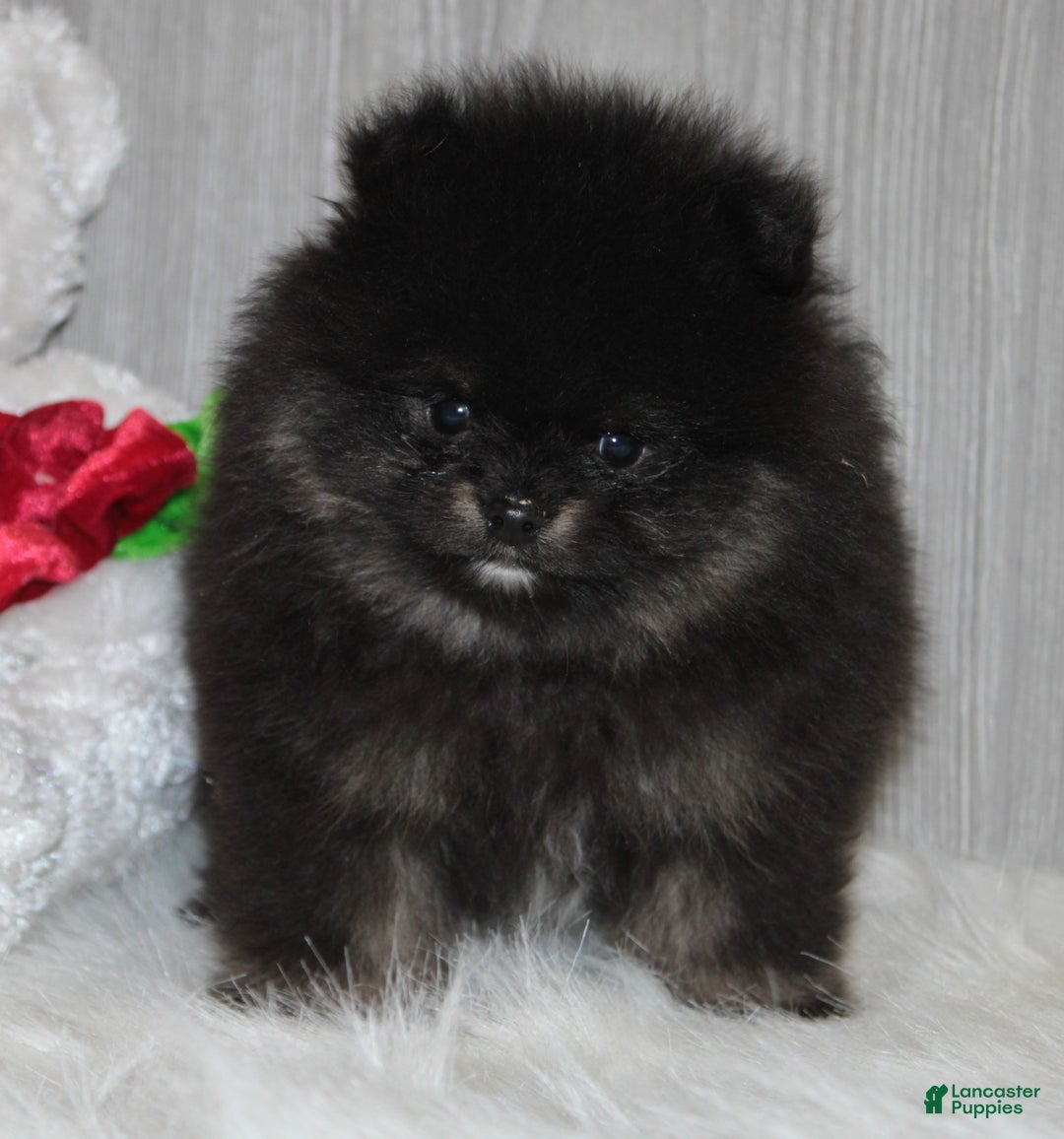 Pomeranian dogs for sale: Kason - Ad 4
