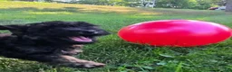 Miniature Poodle dogs for sale: Spruce - Ad 5