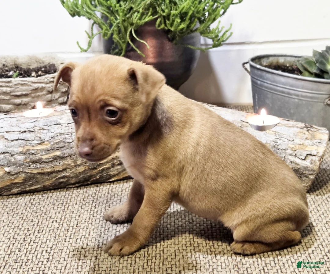Miniature Pinscher dogs for sale: Penny - Ad 3
