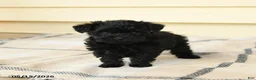 Yorkiepoo dogs for sale: Celine - Ad 5