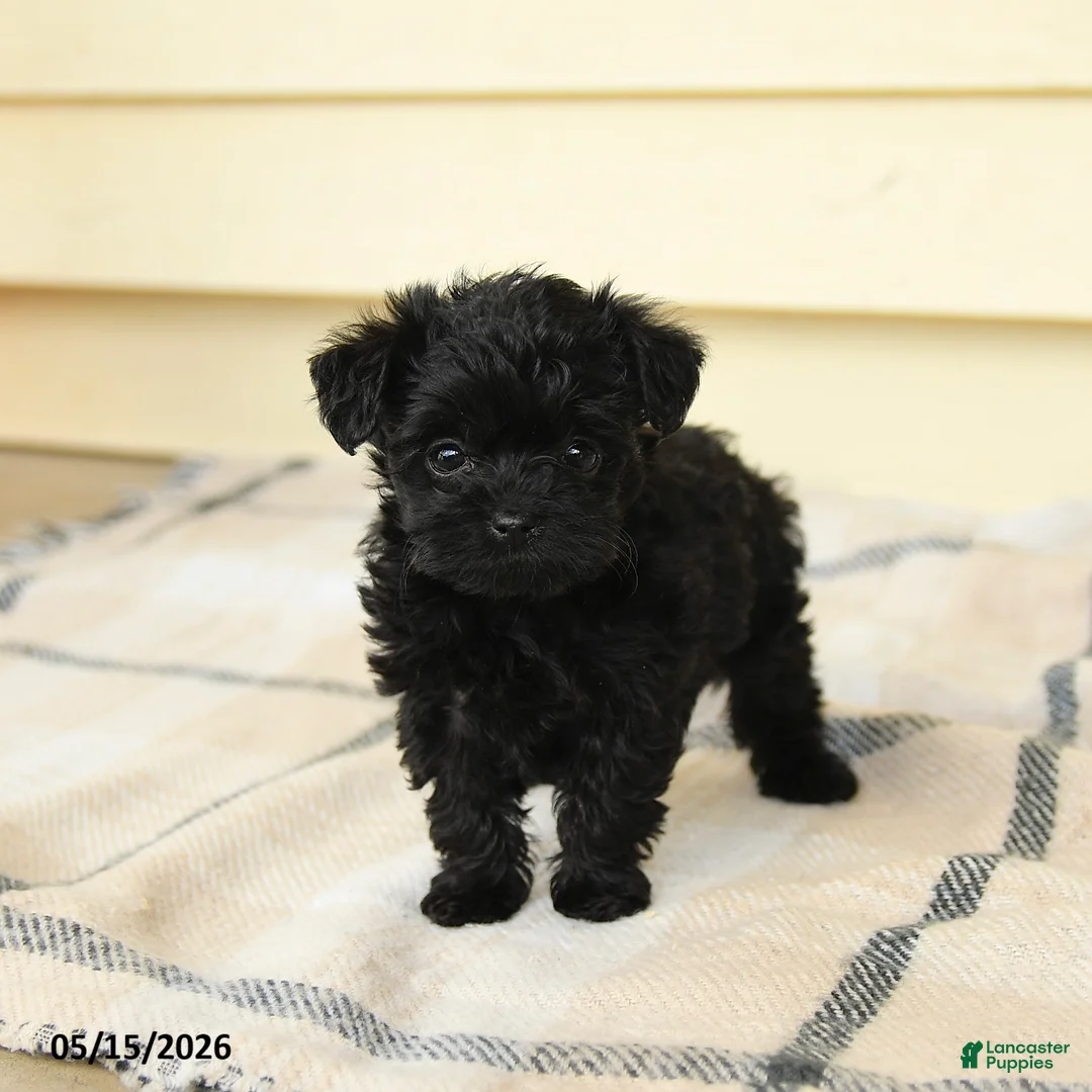 Yorkiepoo dogs for sale: Celine - Ad 5