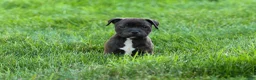 Staffordshire Bull Terrier dogs for sale: Moxie 💖 - Ad 5