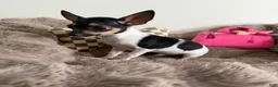 Chihuahua dogs for sale: “Saint” Male Chihuahua  - Ad 4