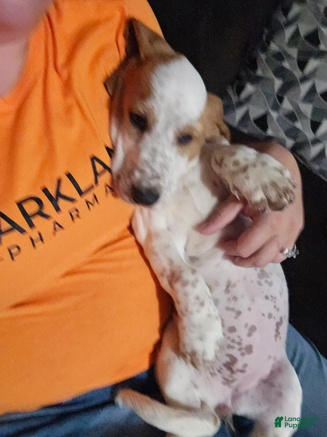 Basset Hound dogs for sale: Basset Hound 3 - Ad 1