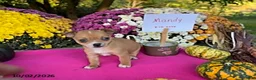 Chihuahua dogs for sale: Mandy - Ad 1
