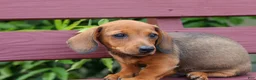 Miniature Dachshund dogs for sale: Snoopy💙 - Ad 12
