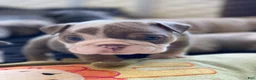 English Bulldog dogs for sale: Dicky - Ad 11